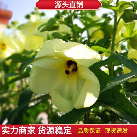 芙蓉怎麼種|【家庭有菜】芙蓉種子天然或人工育苗，以及賺取外快的方法